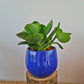 Crassula Ovata - Plantcultcairo