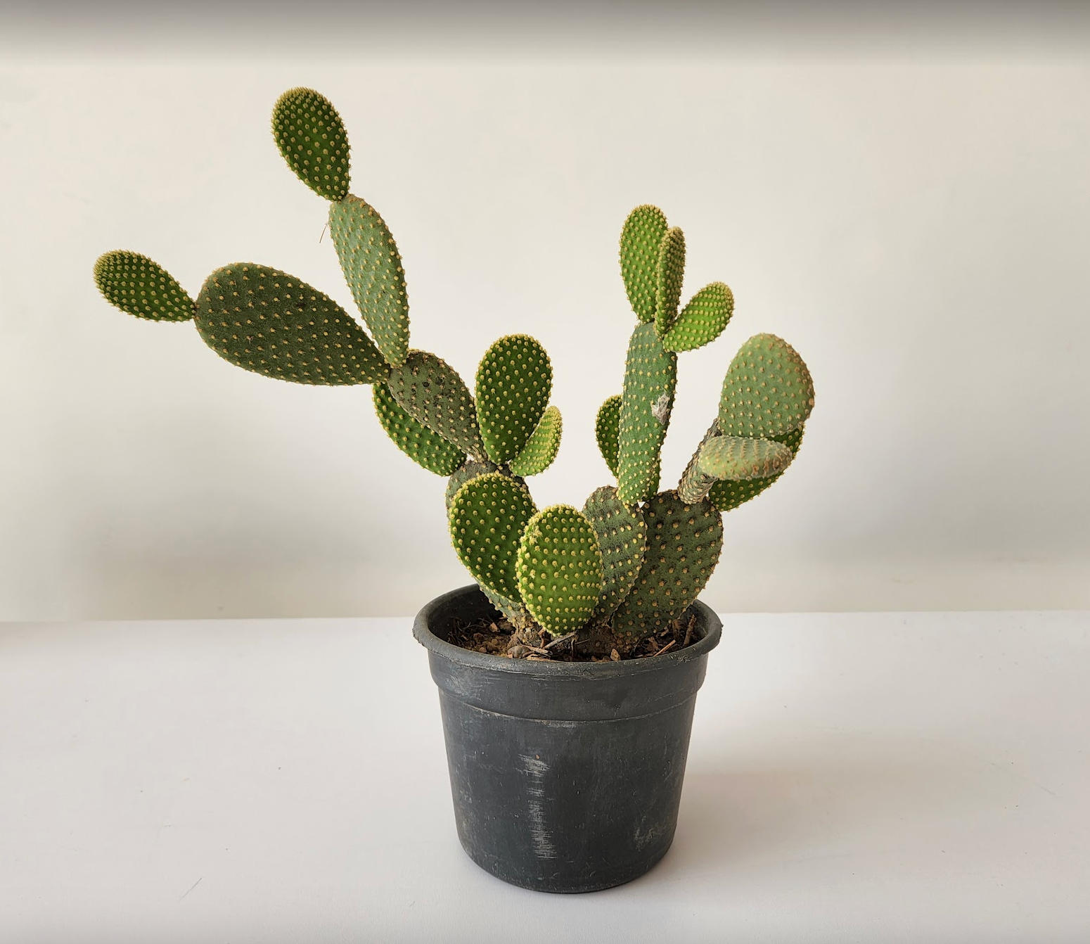 Bunny ear cactus