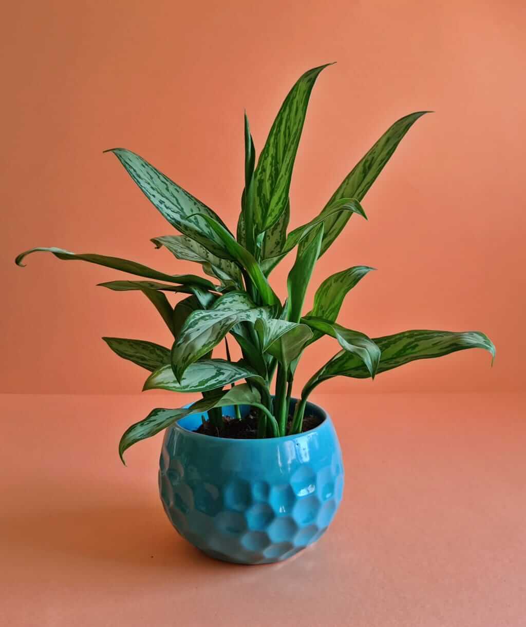 Chinese Evergreen - Plantcultcairo