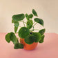 Pilea peperomioides
