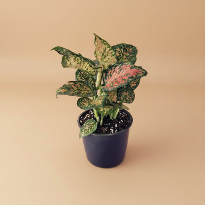aglaonema fancy pink Aglaonema Pink Dalmatian | Pink Indoor Plant