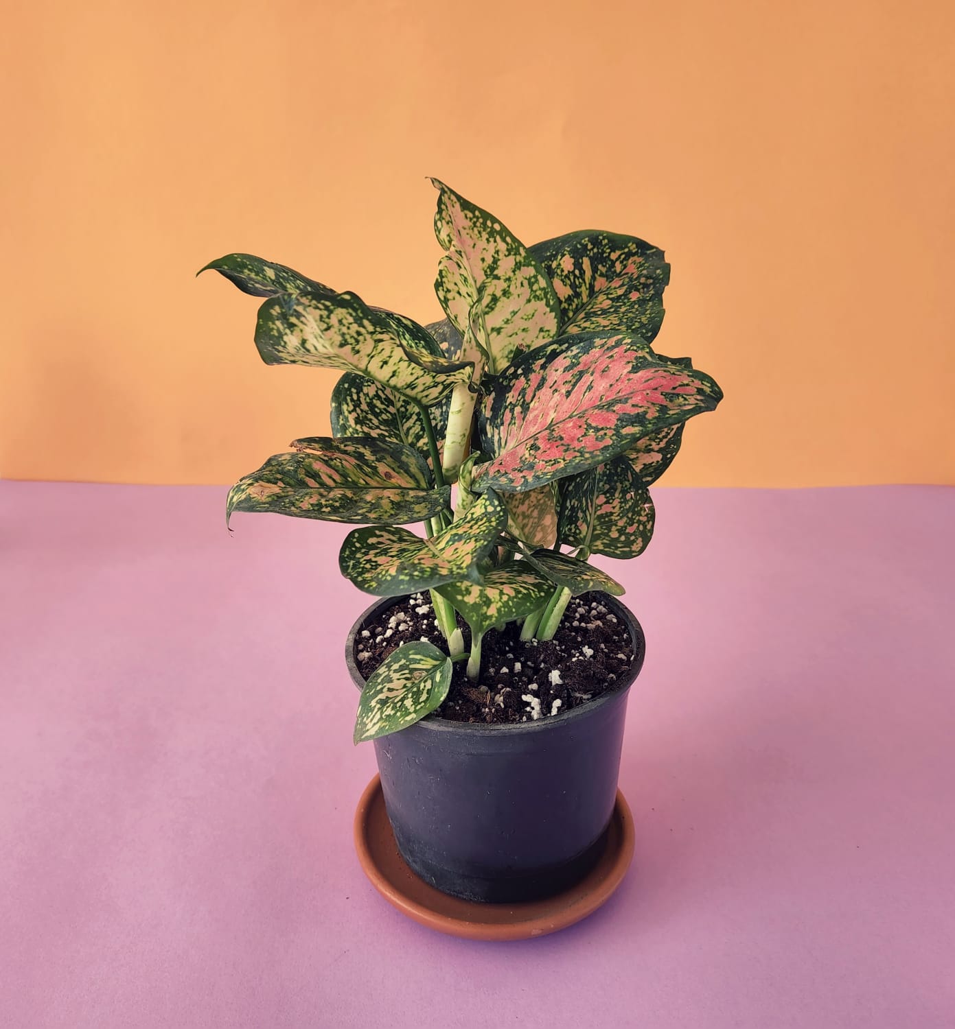 Aglaonema Pink Dalmatian