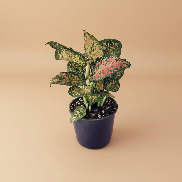 Aglaonema Pink Dalmatian | Pink Indoor Plant