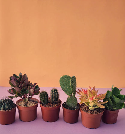 Cactus & Succulent Bundles