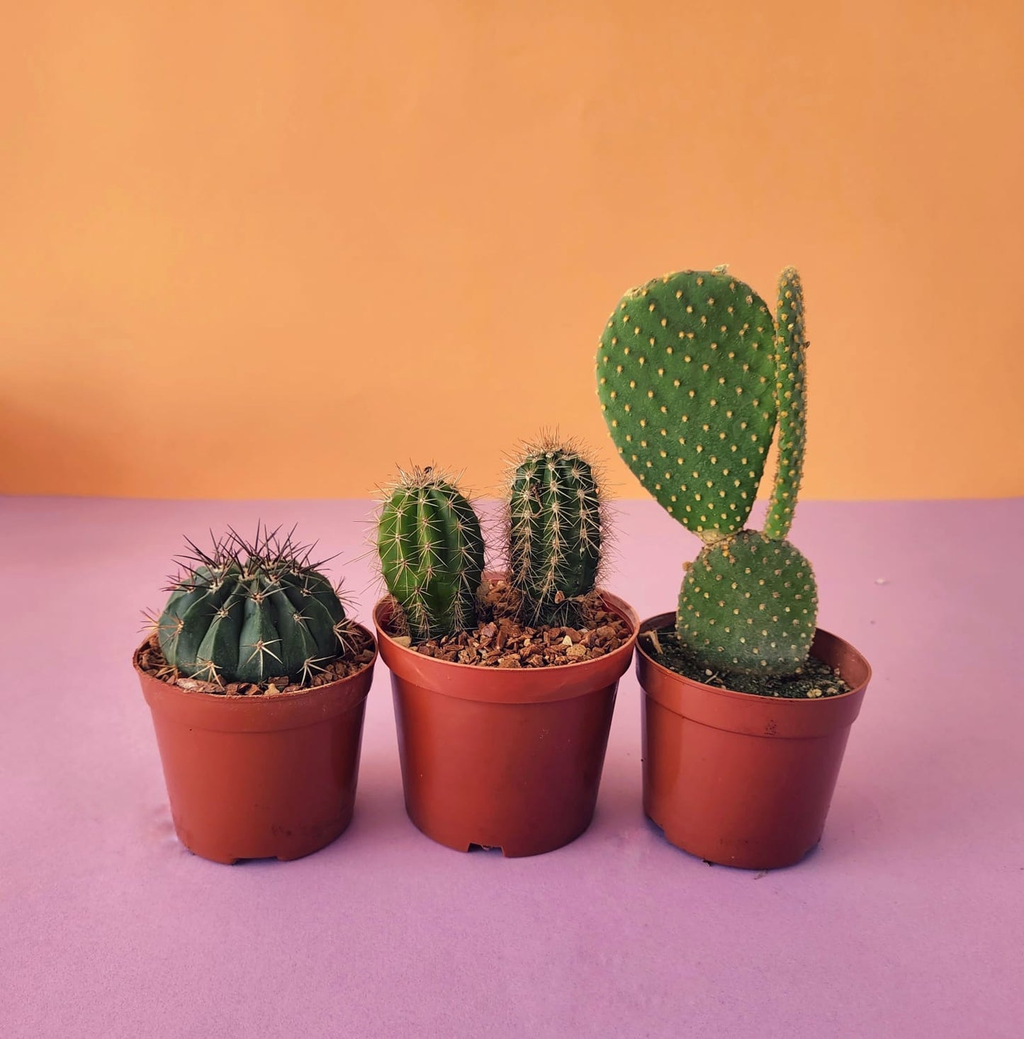 Cactus & Succulent Bundles