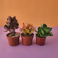 Cactus & Succulent Bundles