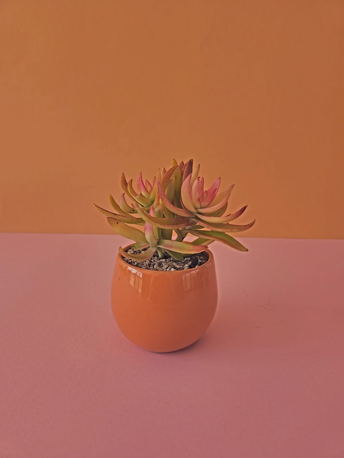 Campfire Succulent