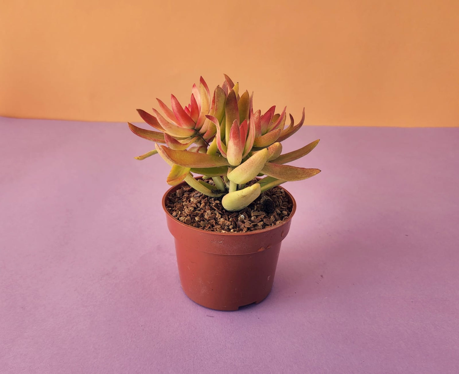 Campfire Succulent