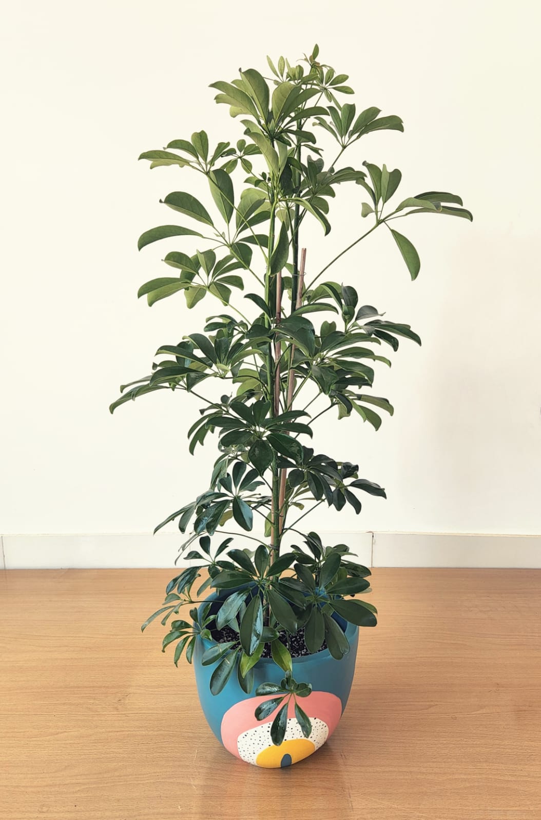 Schefflera