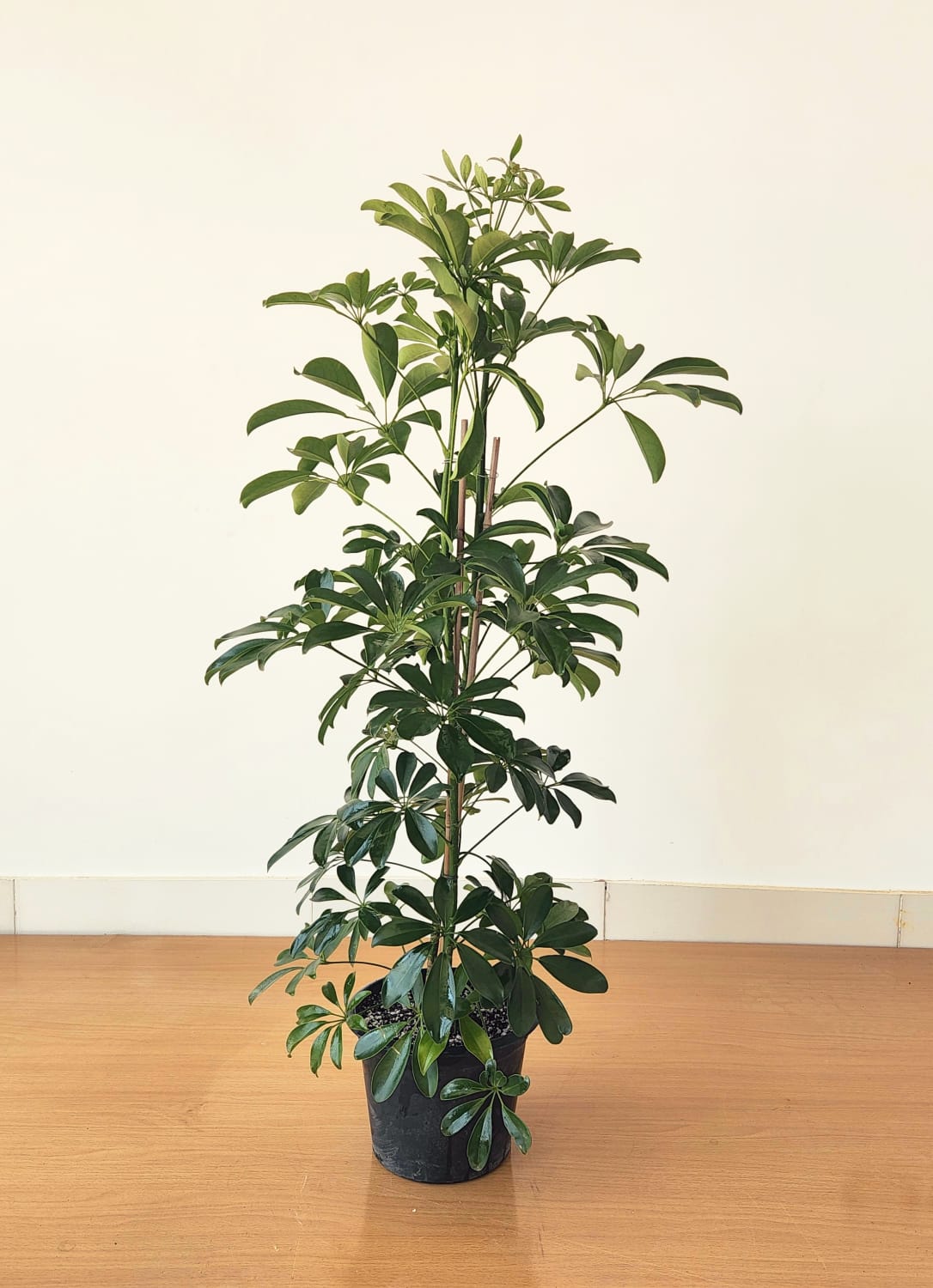 Schefflera