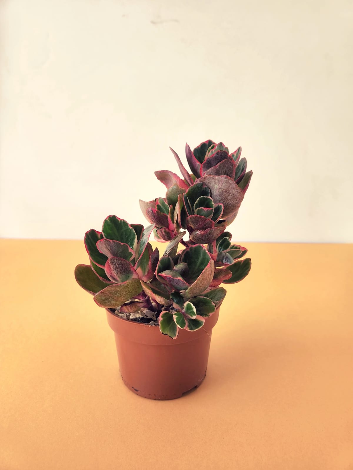 Crassula Ovata, Variegated