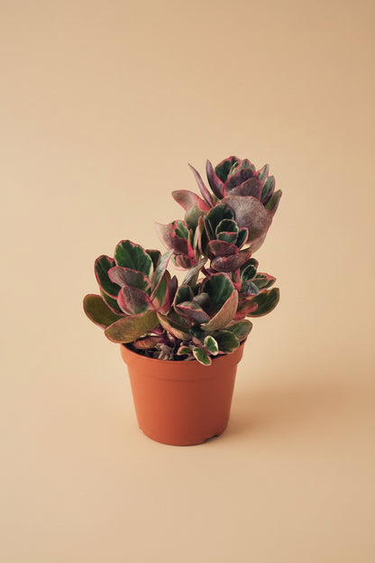 Crassula Ovata, Variegated - Plantcultcairo