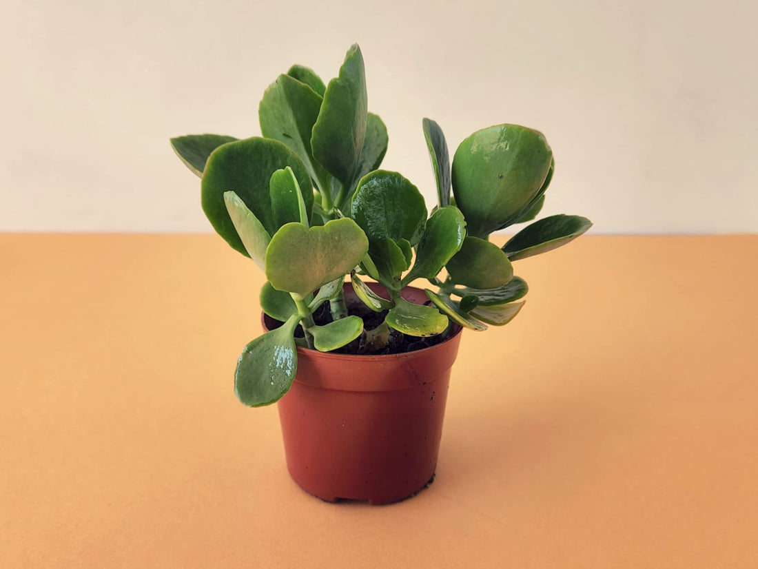 Crassula Ovata