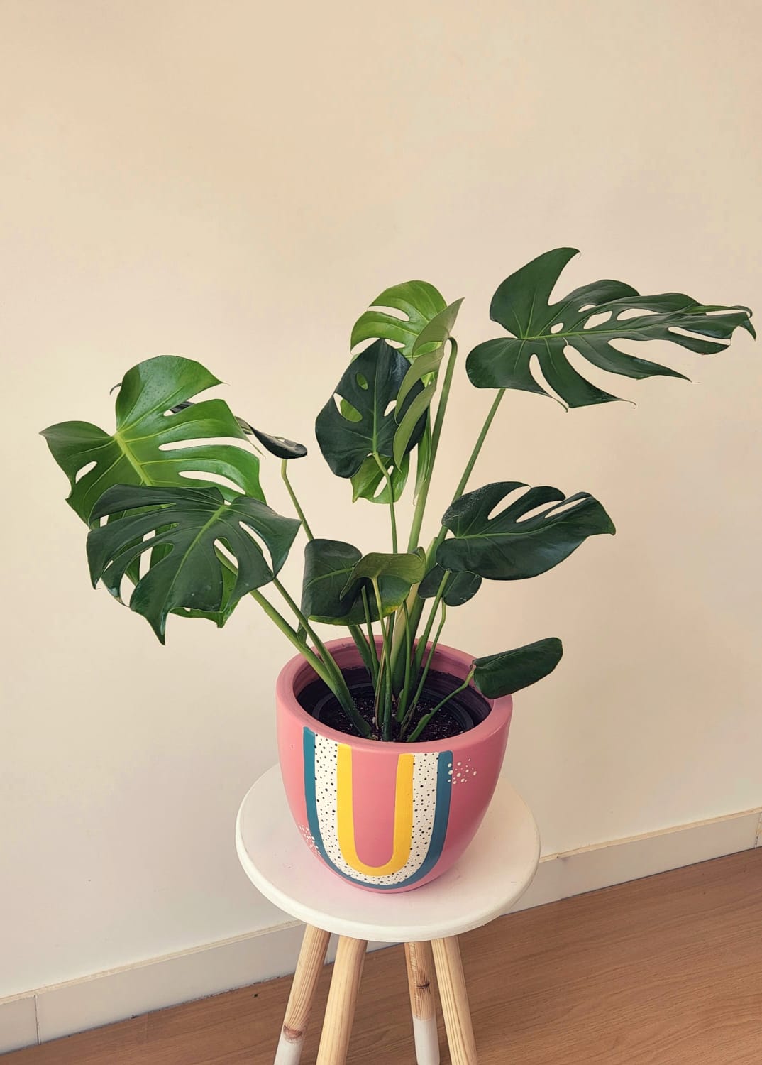 Monstera Deliciosa