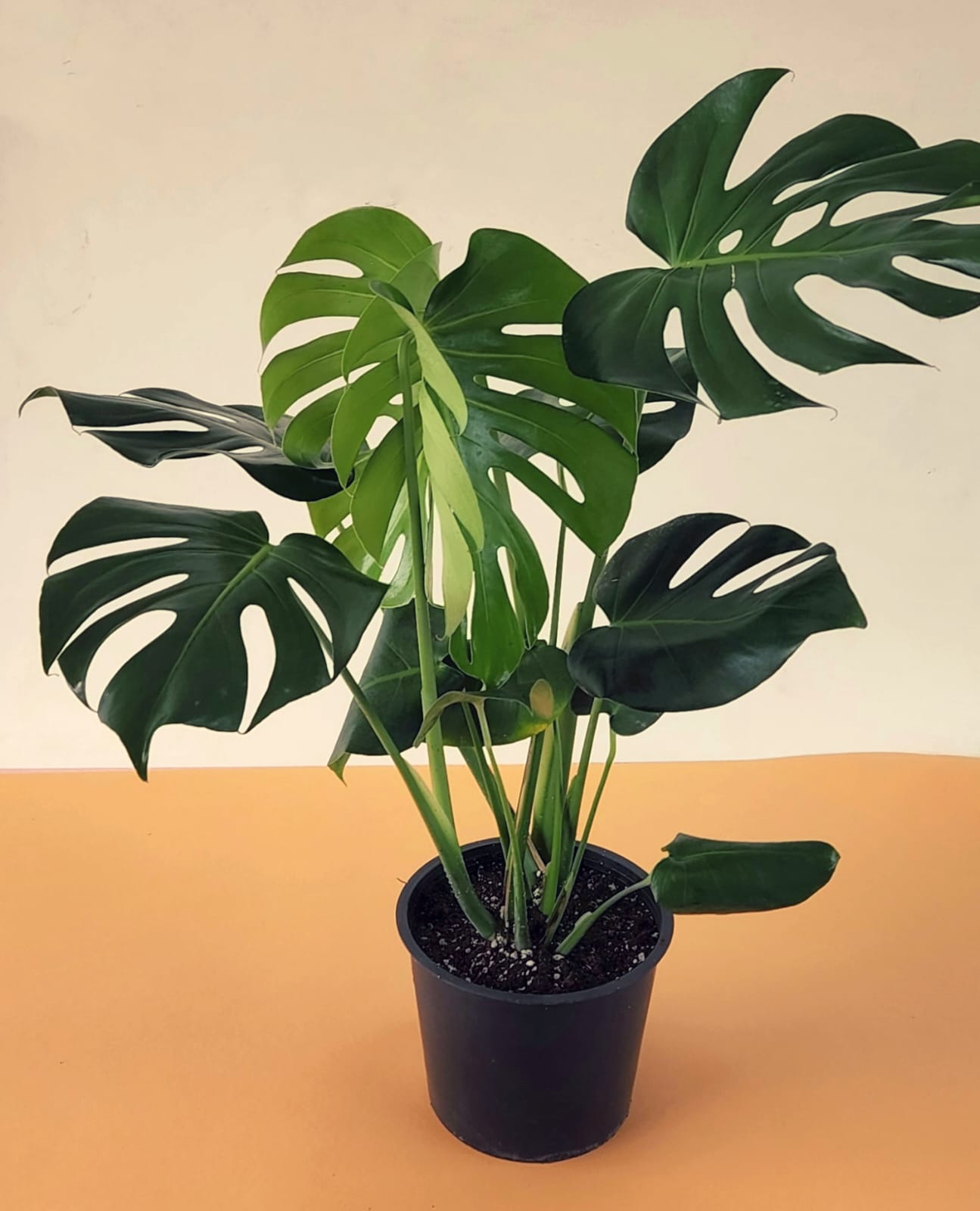 Monstera Deliciosa