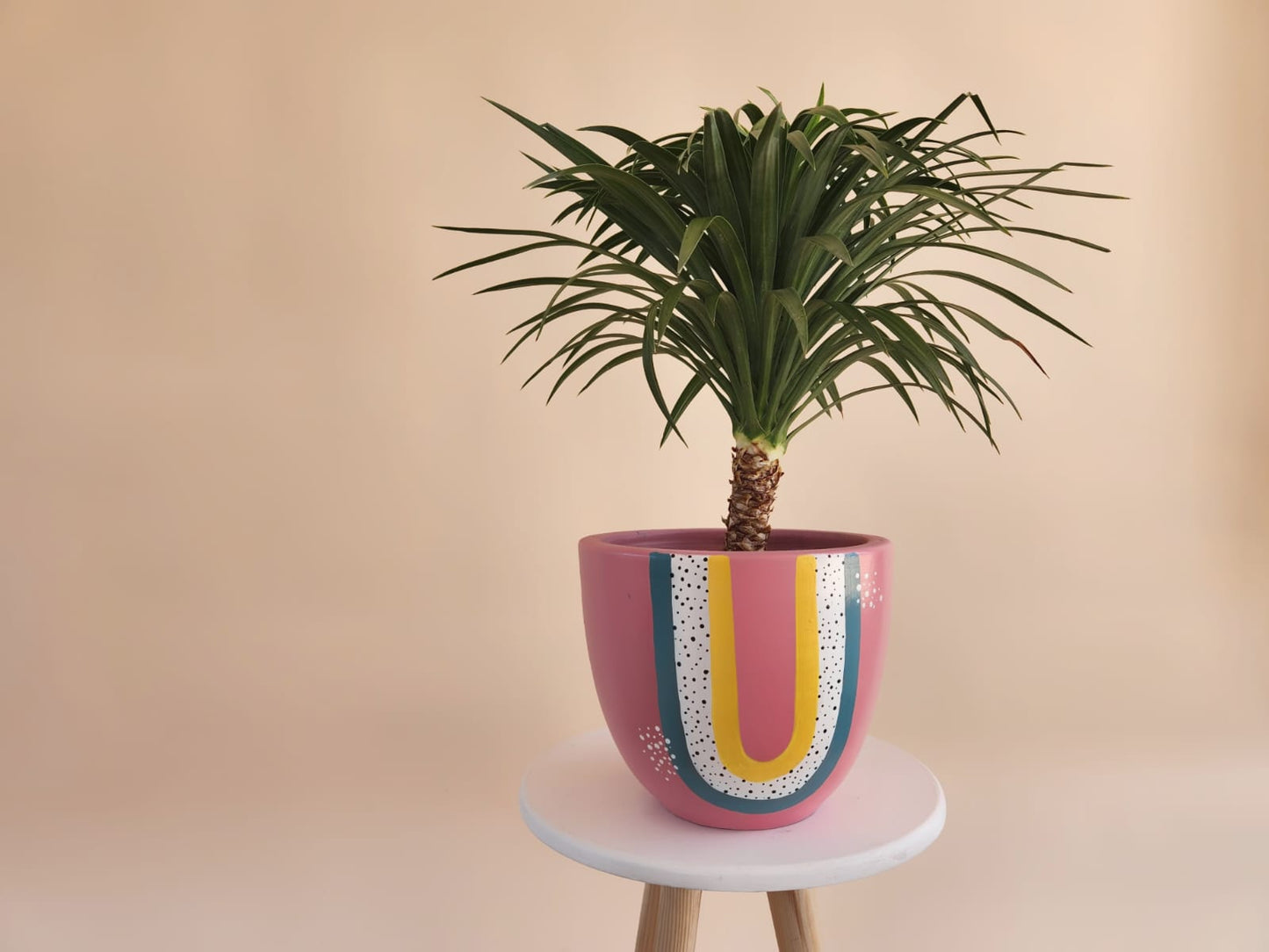 Miniature Yucca