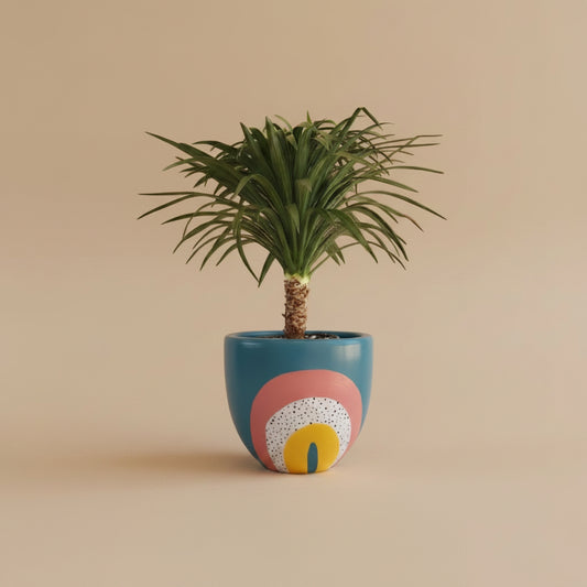 Yucca Ananas - Plantcultcairo