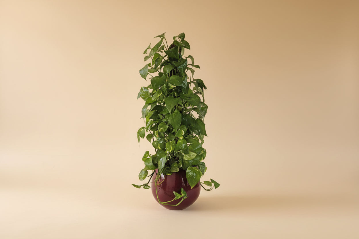 pothos stick Pothos on a Stick | Climbing Indoor Plant