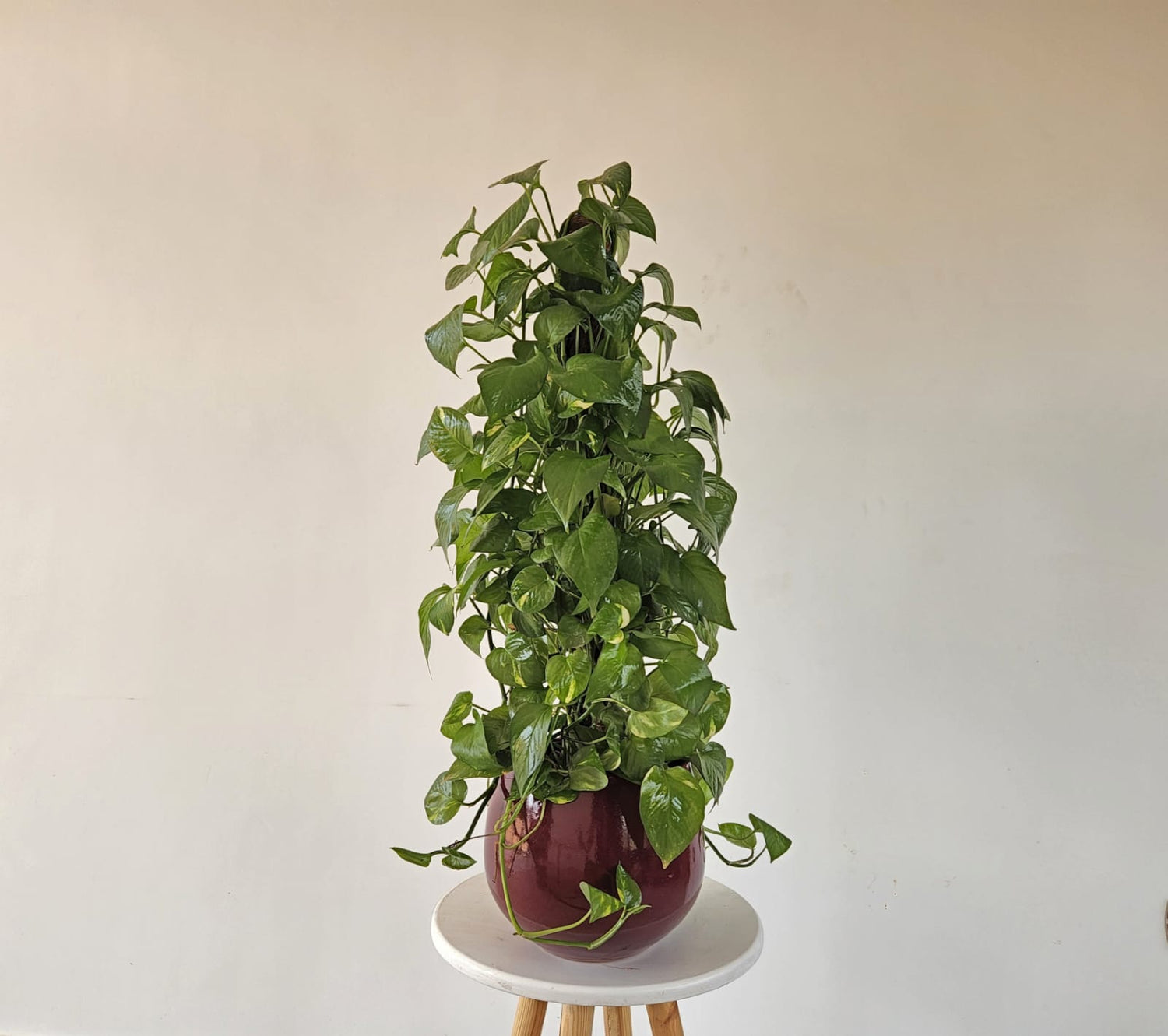 Pothos on a stick