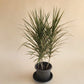 Dracena Tricolor