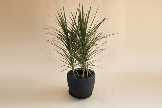Draceana Tricolor - Plantcultcairo