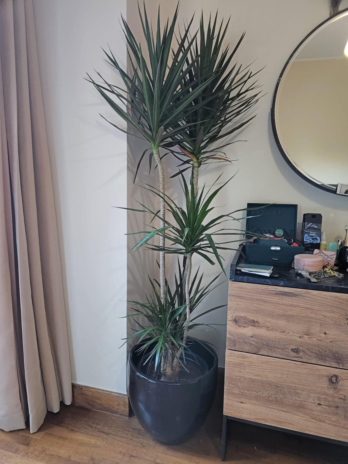 Dracaena marginata