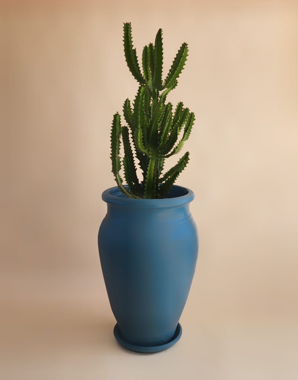 Euphorbia trigona