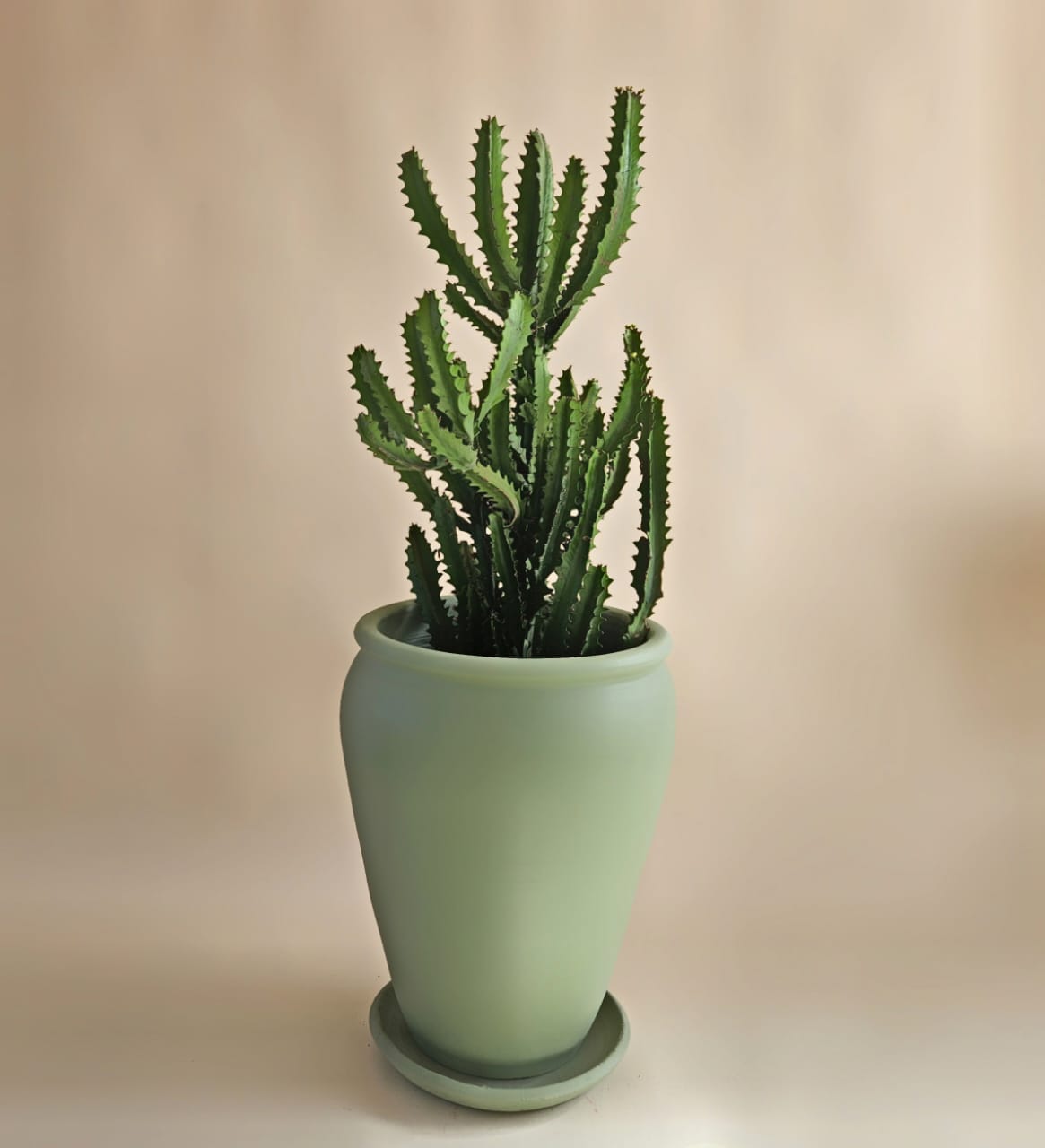 Euphorbia trigona