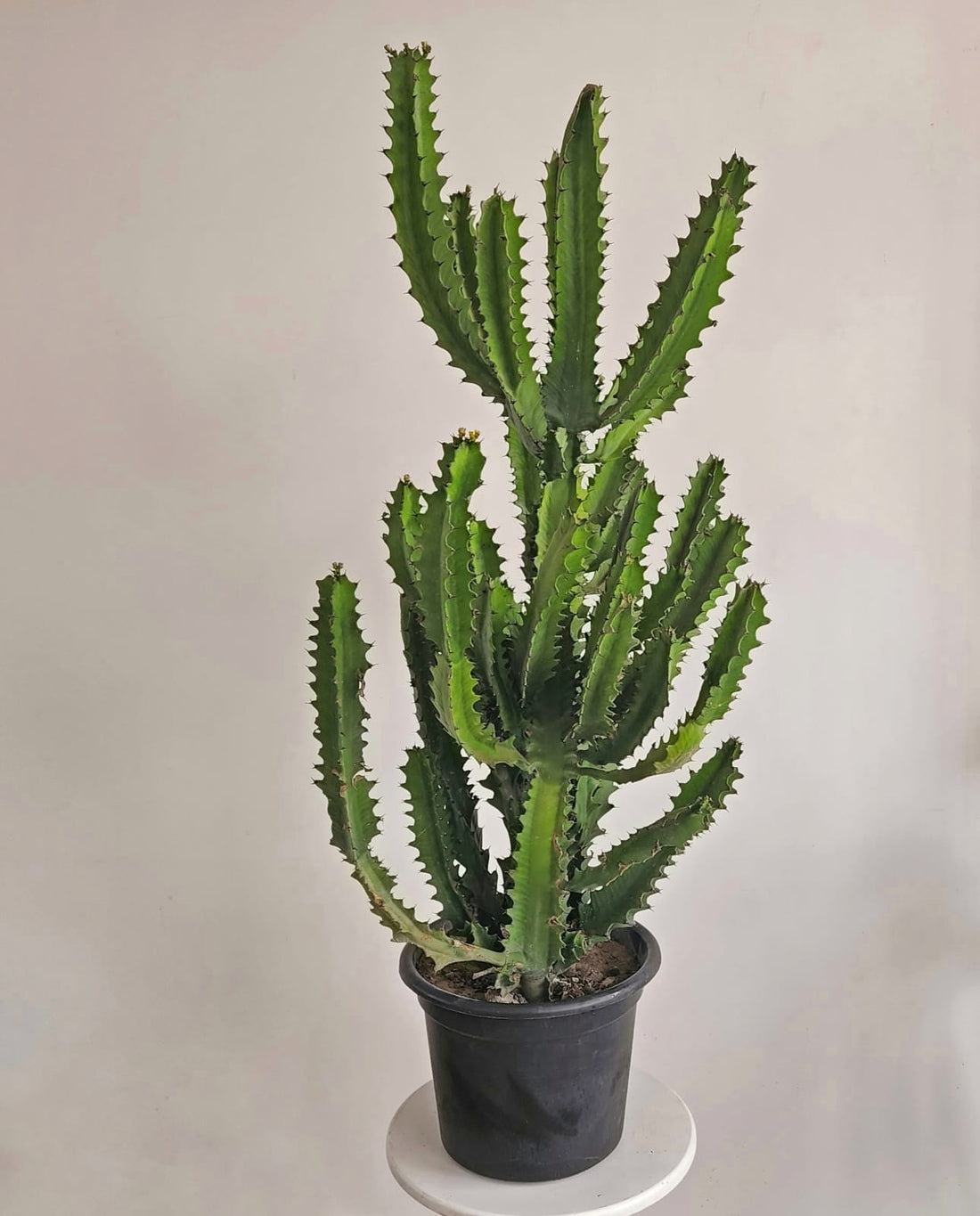 Euphorbia trigona