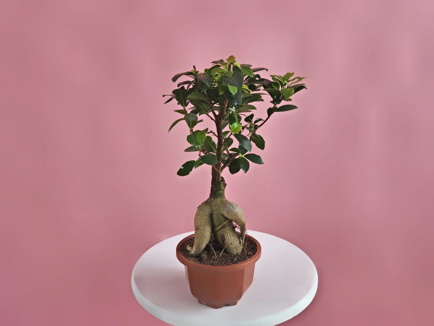 Ficus Bonsai