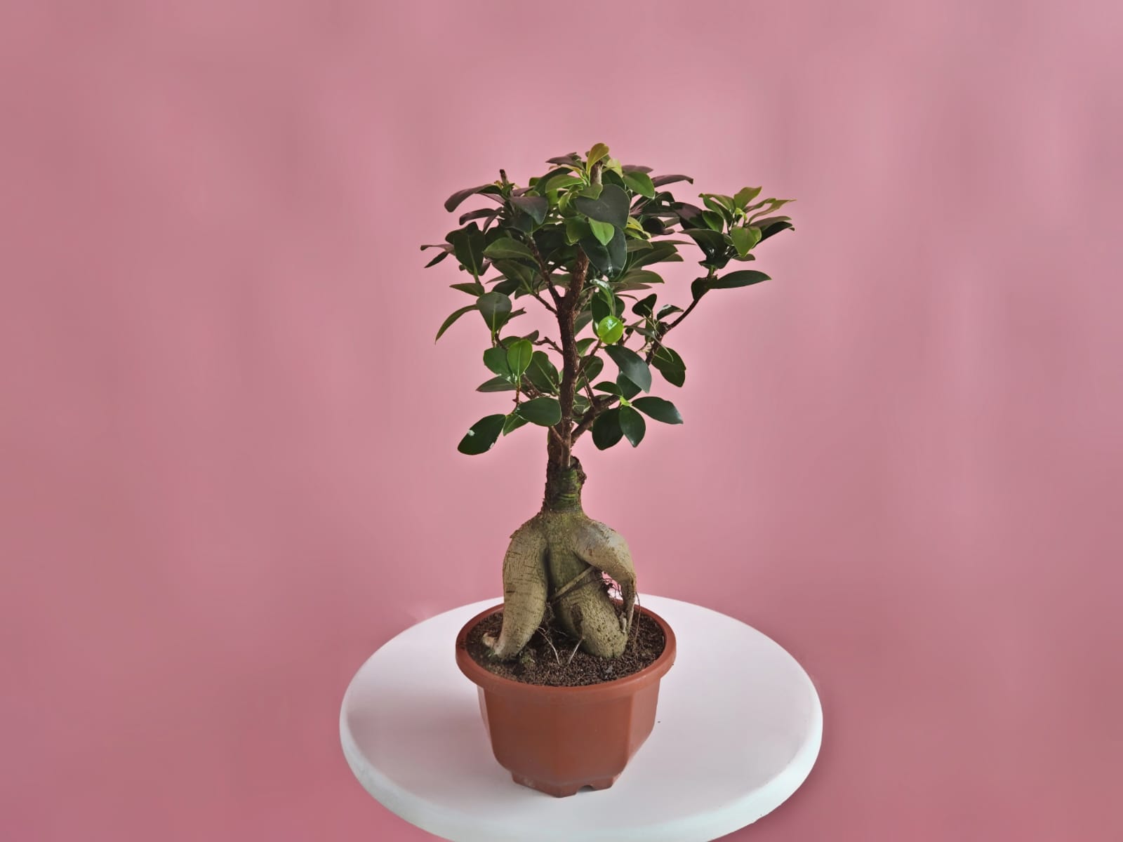 Ficus Bonsai