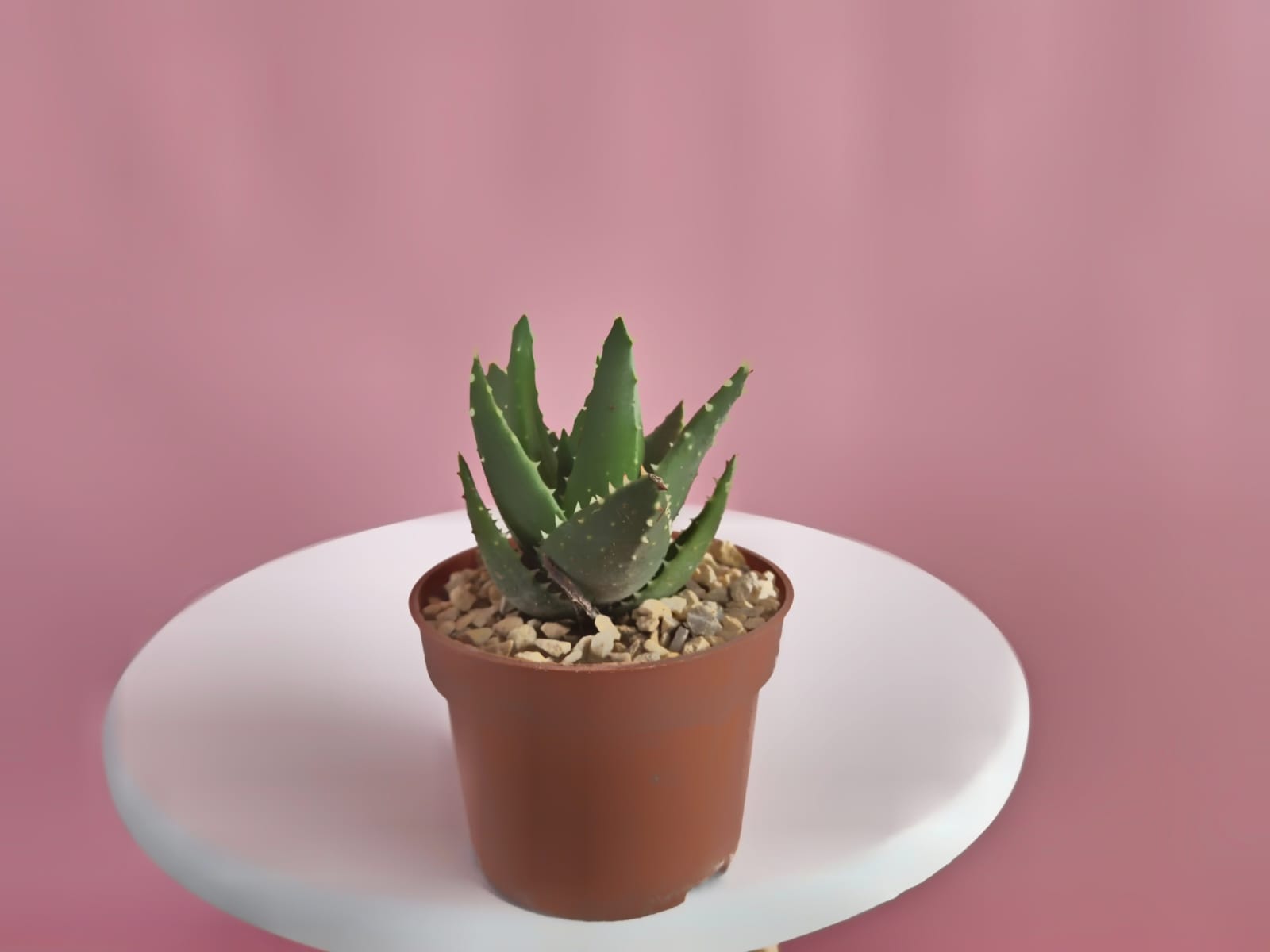 Aloe Brevifolia