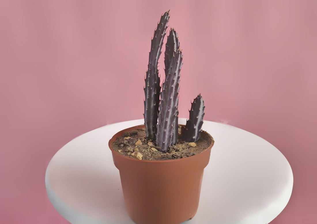 Moonlight Cactus