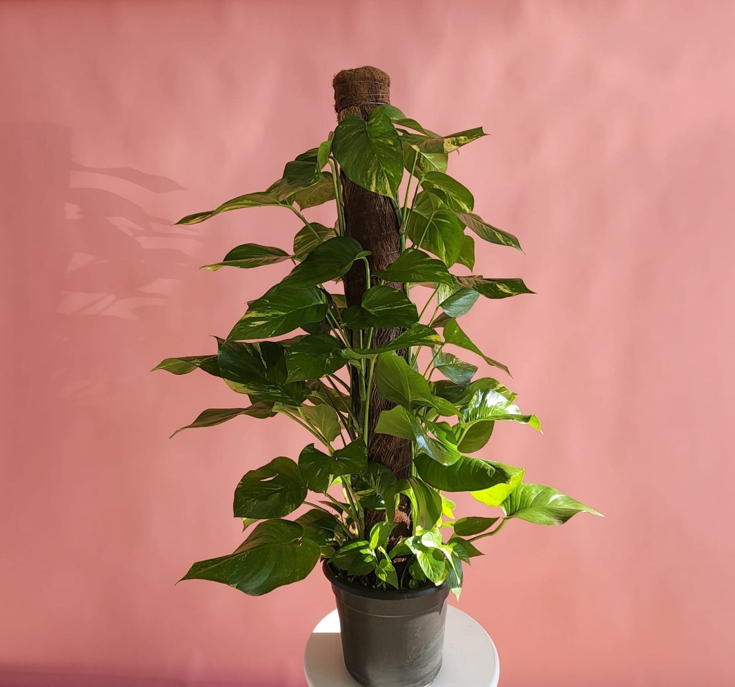 Pothos on a stick