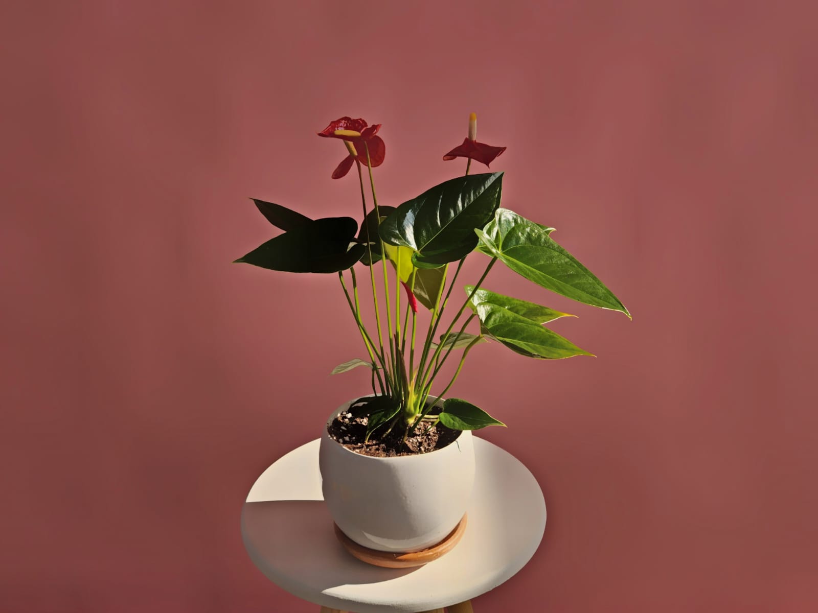 Red Anthurium