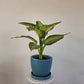 Dieffenbachia Tropic Snow