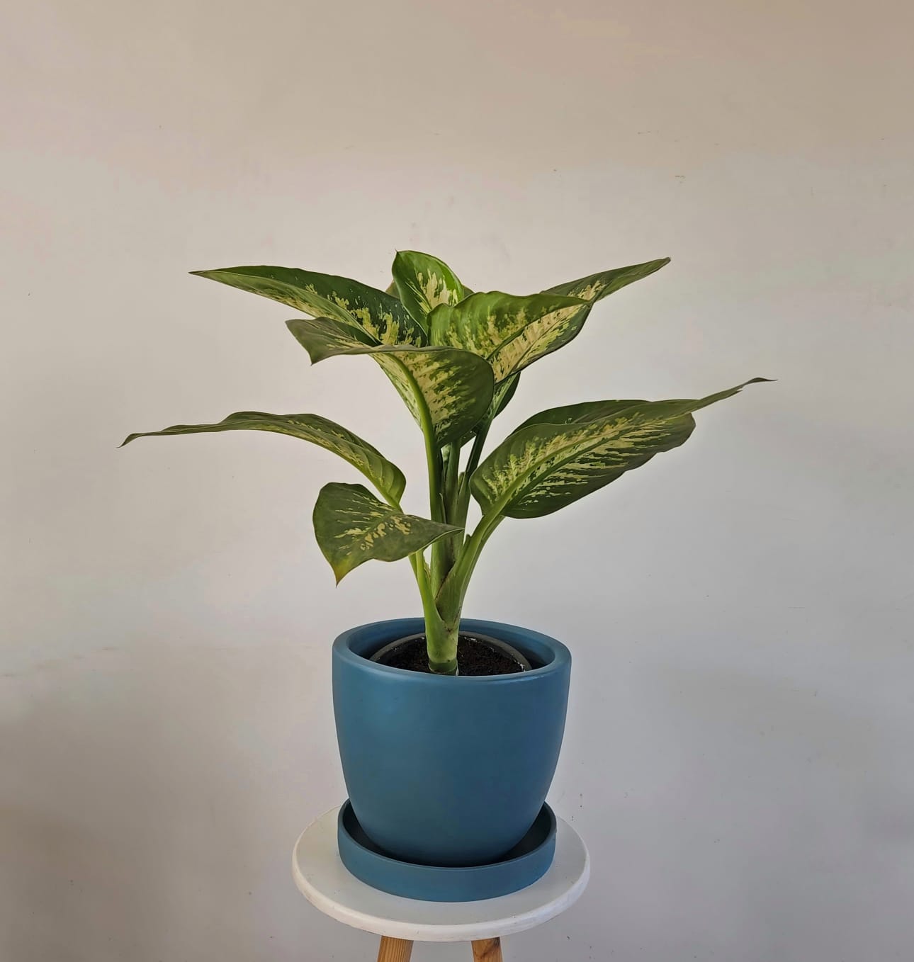 Dieffenbachia Tropic Snow