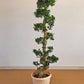 Ficus Bonsai S-Shaped