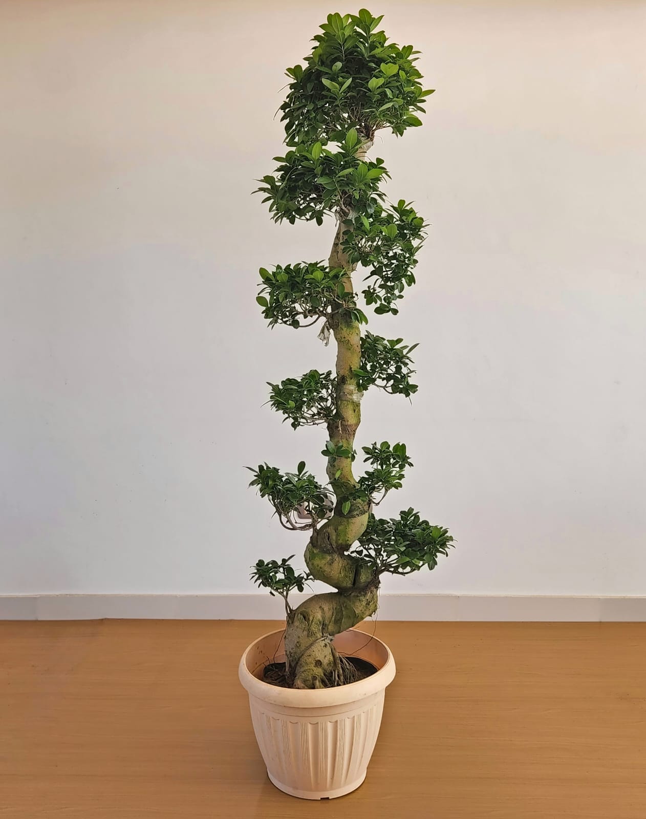 Ficus Bonsai S-Shaped