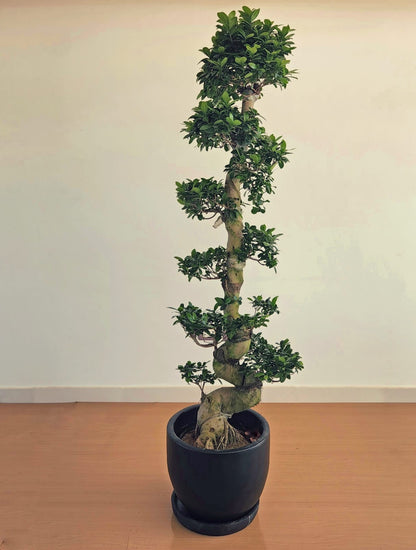 Ficus Bonsai S-Shaped
