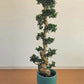 Ficus Bonsai S-Shaped