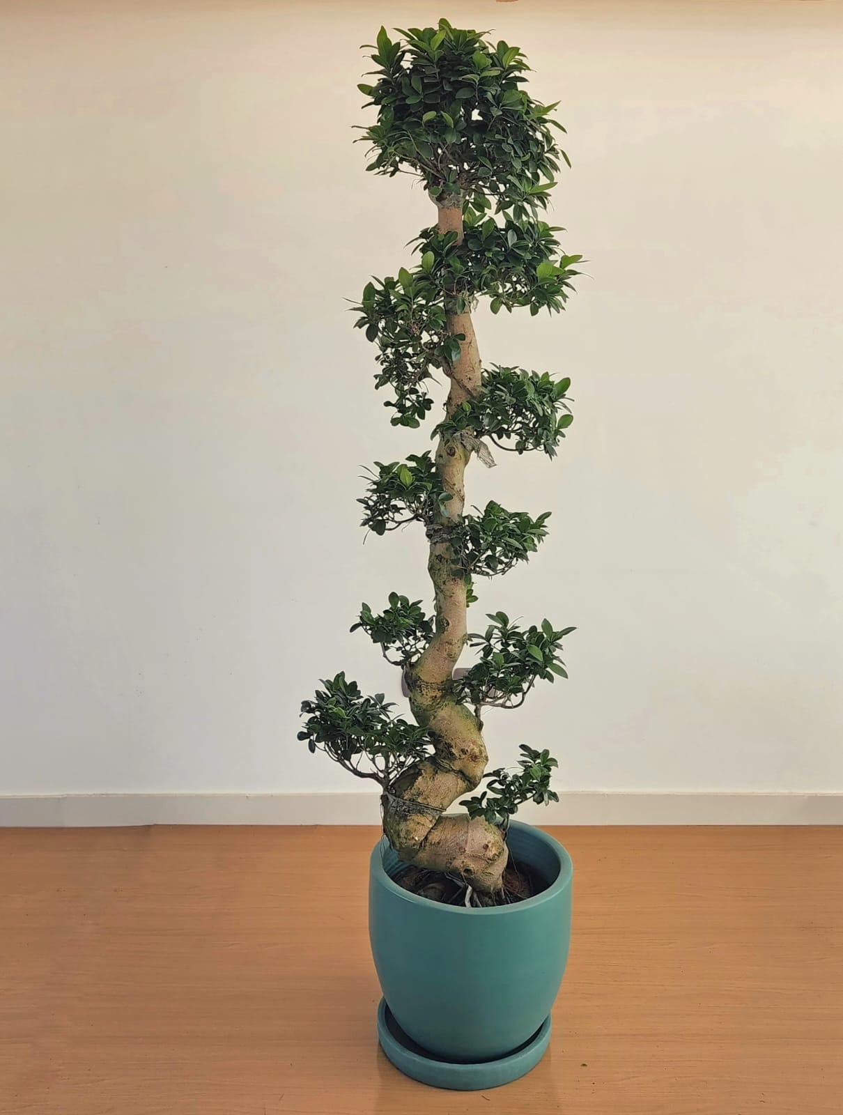 Ficus Bonsai S-Shaped