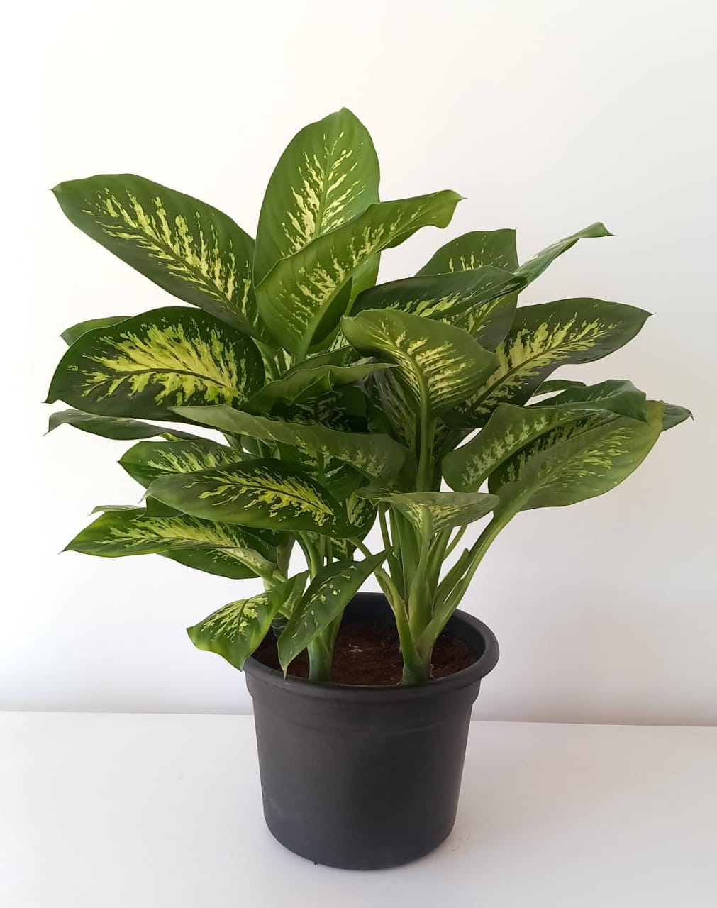 Dieffenbachia Tropic Snow