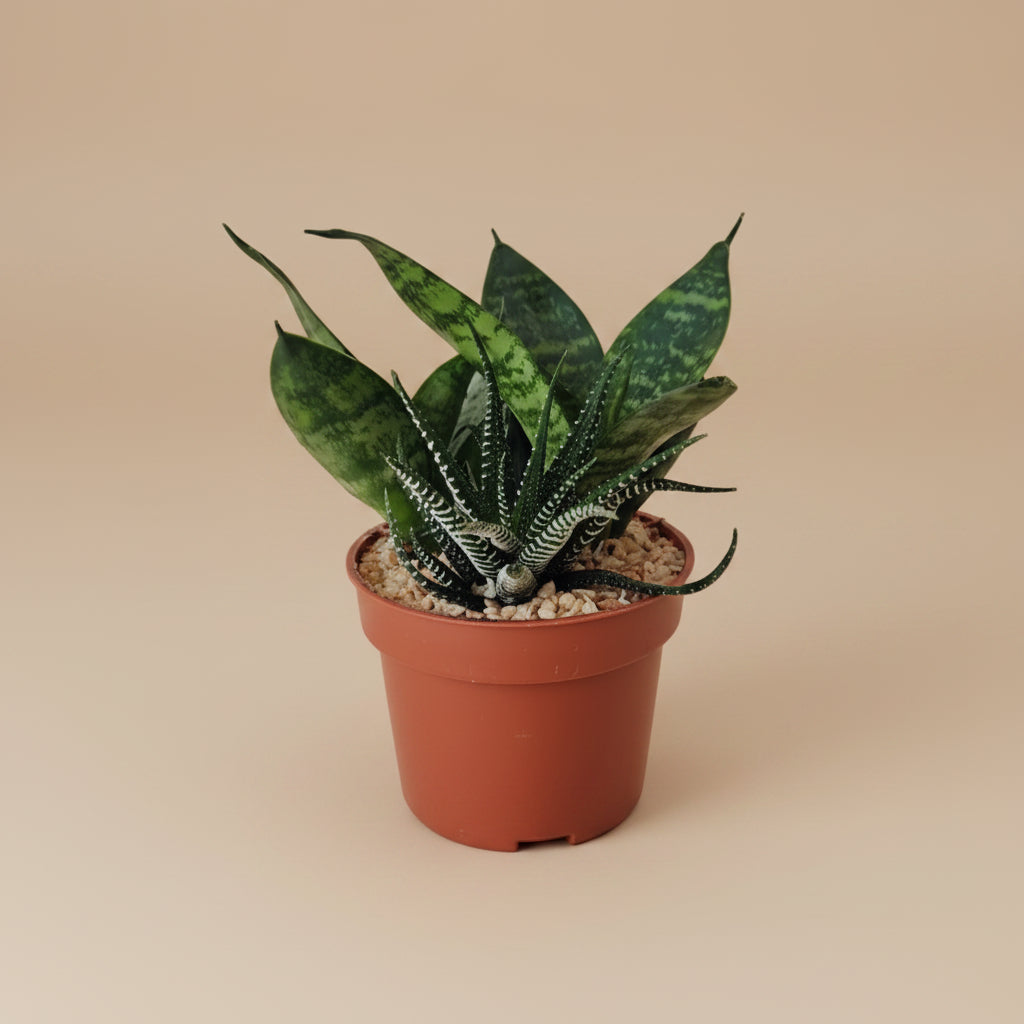 low light succulent plants Low Light Succulent Garden