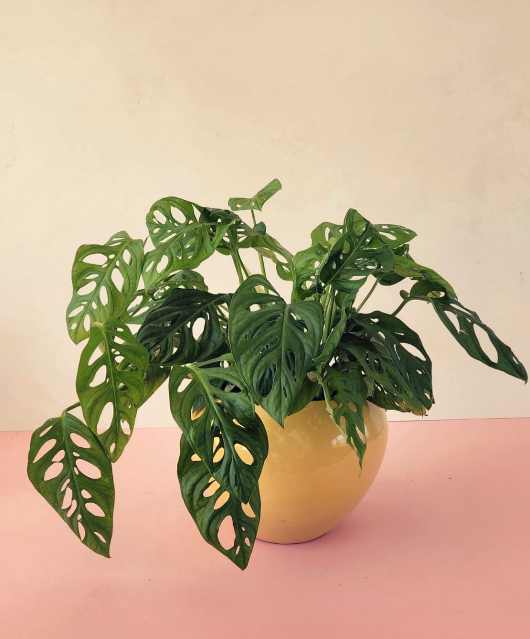 Monstera Adansonii