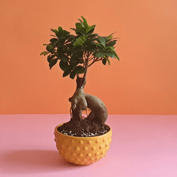 Ficus Bonsai Small - Plantcultcairo