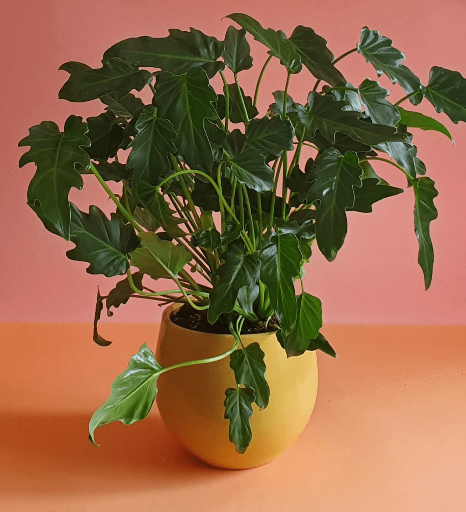 Philodendron Xanadu - Plantcultcairo