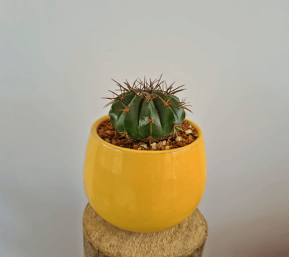 Mini Cactus Ball