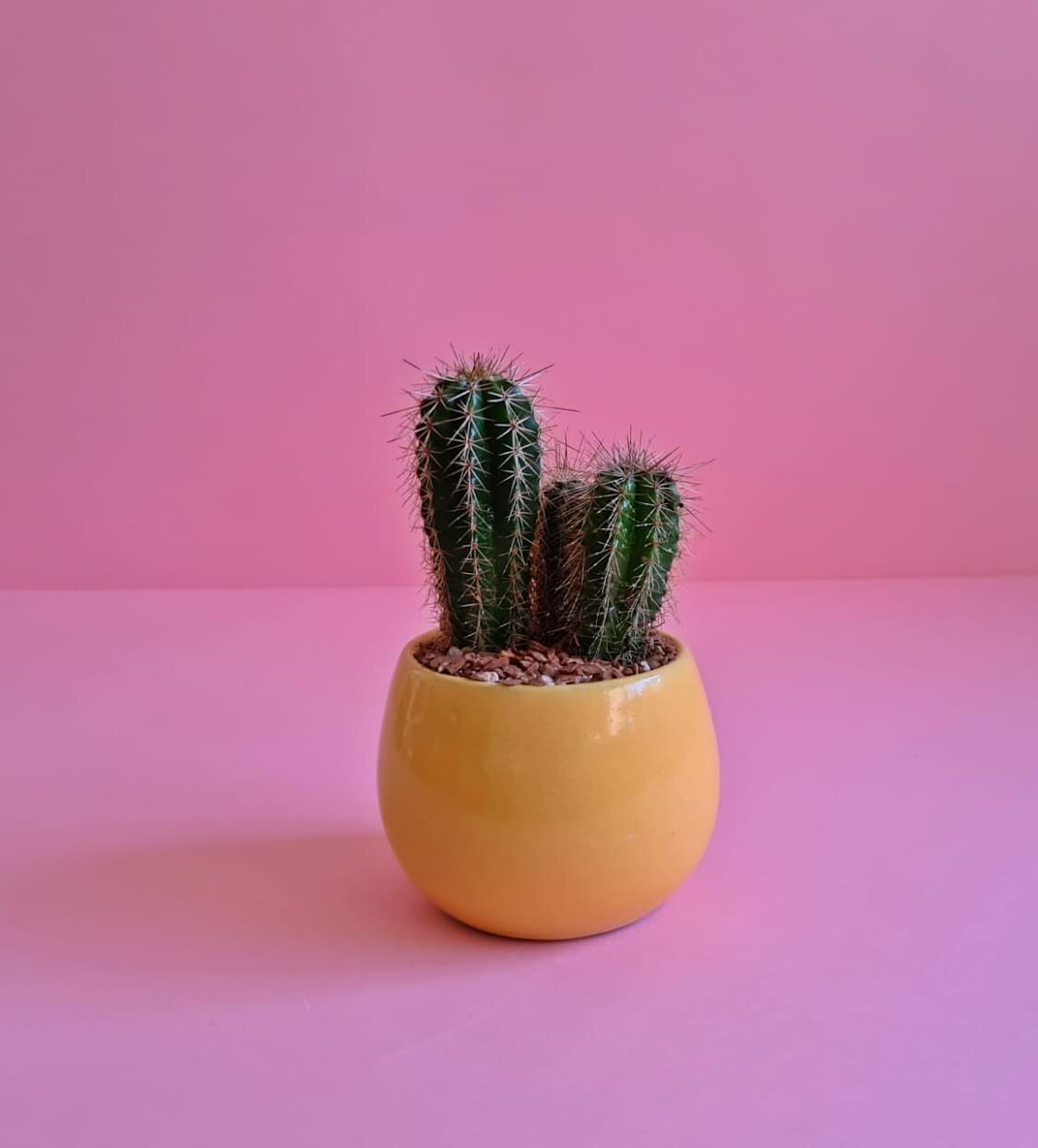 Small Cactus - Plantcultcairo