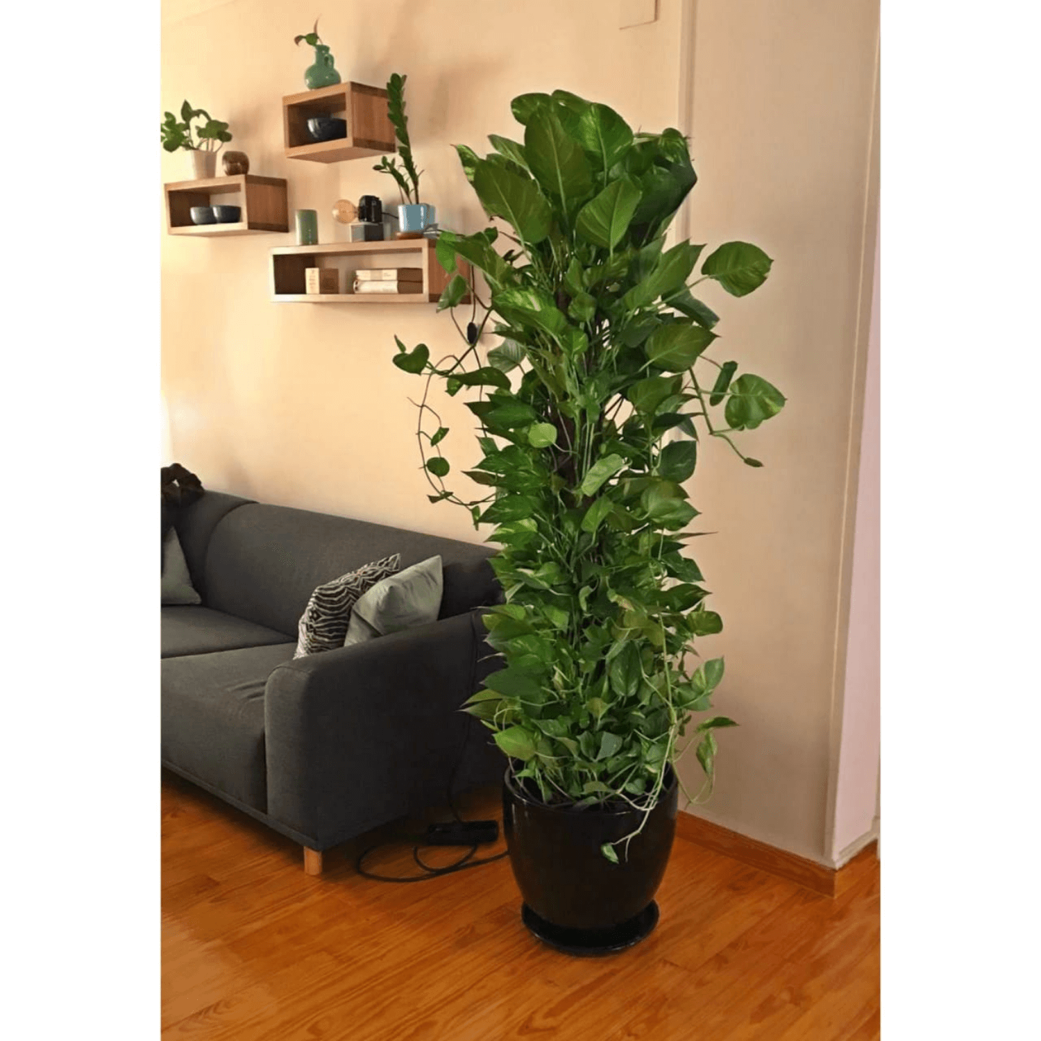 pothos on stick Pothos on a Stick | Climbing Indoor Plant